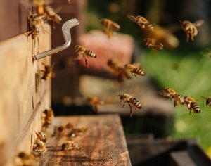 a bee colony. Photo by Bianca Ackermann on Unsplash.